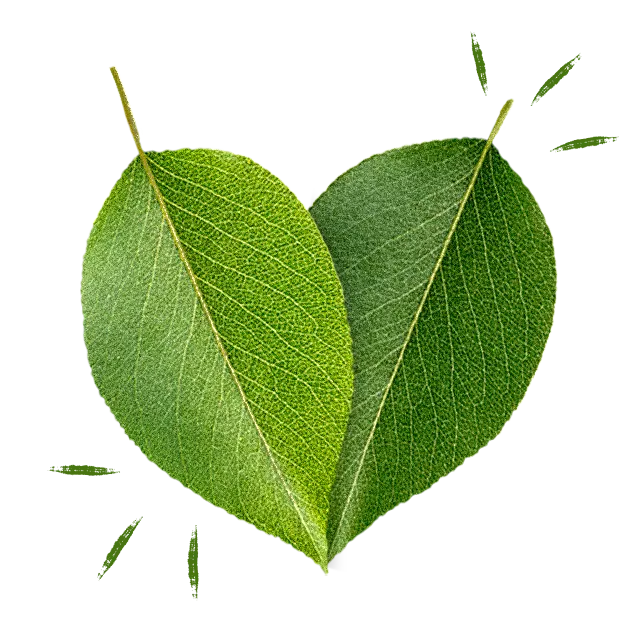 two leaves overlapping